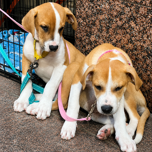 Puppies & Pints - Commercial Office Outdoor Event, Boston-3