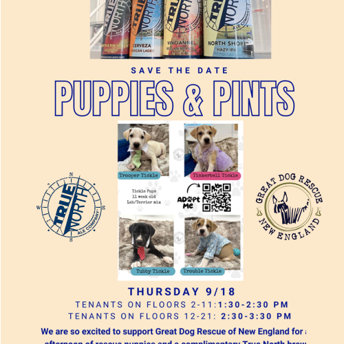 Puppies & Pints - Commercial Office Outdoor Event, Boston