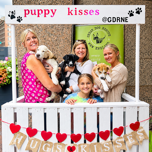 Puppies & Pints - Commercial Office Outdoor Event, Boston=1
